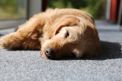 CBD Overdose Symptoms for Dogs with Epilepsy