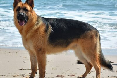 German Shepherd Seizure Relief – CBD Oil Guide & Treatment